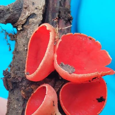 Slikovite Gljive Izlet Pd Susedgrad 3 2025